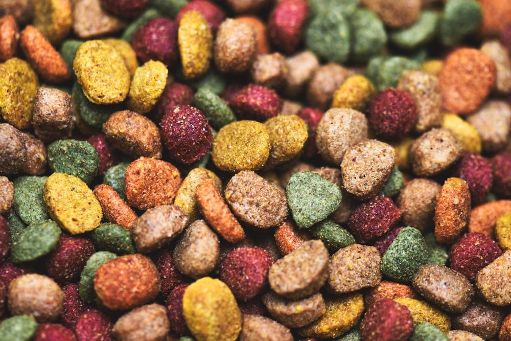 Gros plan de croquettes pour chien de différentes couleurs et formes, représentant l'alimentation sèche et ses avantages et inconvénients