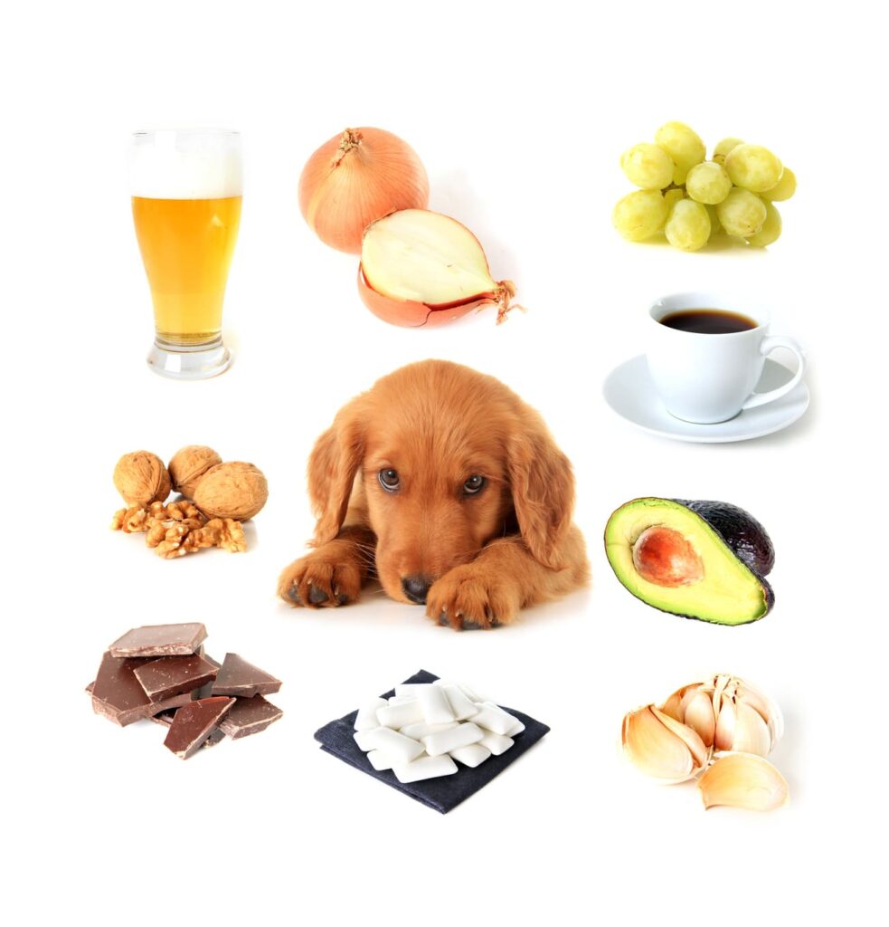 Collage d'aliments toxiques pour chien (chocolat, oignons, raisins, avocat, café) autour d'un chiot Golden Retriever, représentant les dangers de la ration ménagère