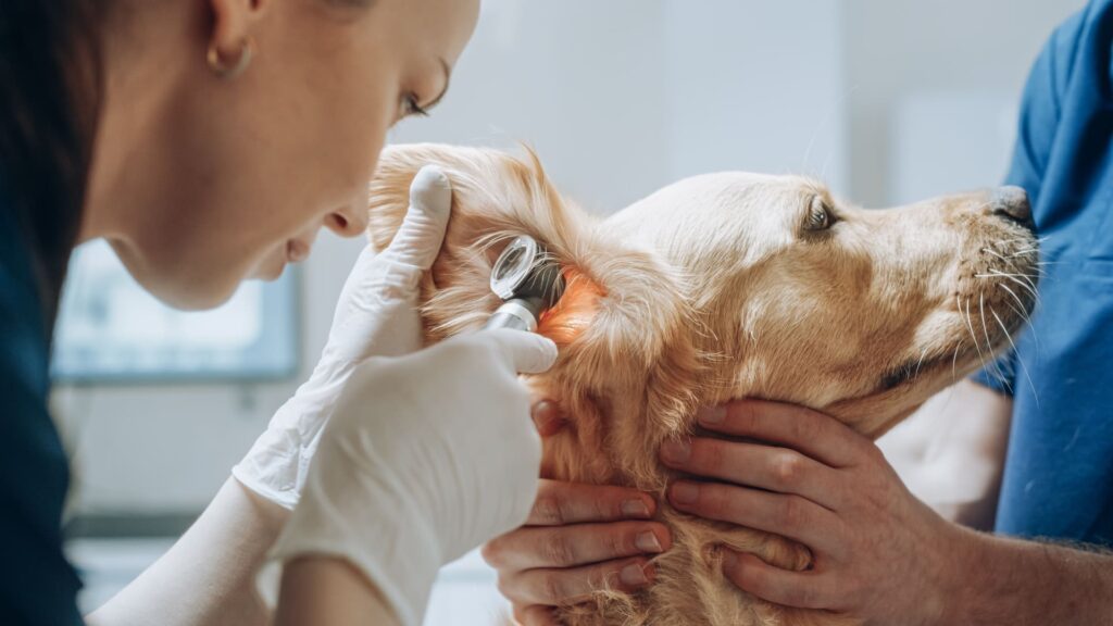 Gros plan d'un vétérinaire examinant l'oreille d'un Golden Retriever avec un otoscope pour diagnostiquer une otite