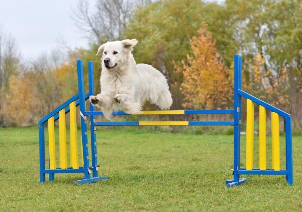 Golden Retriever sautant une haie d'agility, illustrant un exercice trop intense à risque de dysplasie de la hanche