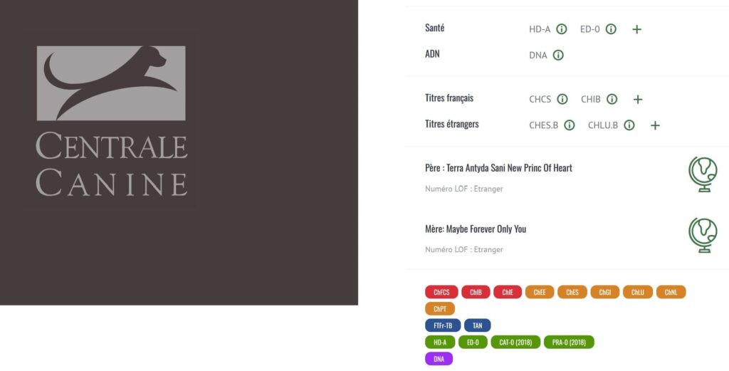 Extrait d'un certificat de la Centrale Canine montrant le statut génétique HD-A et ED-0, essentiel pour prévenir la dysplasie de la hanche