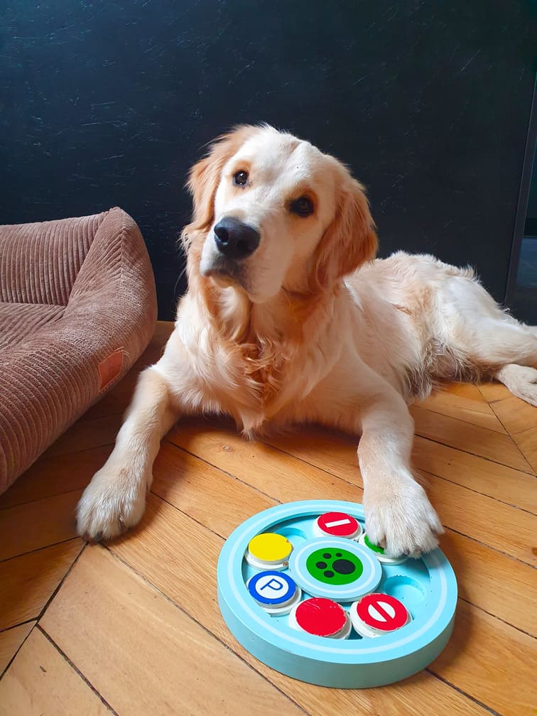 Golden Retriever allongé sur un parquet, la patte posée sur un jeu d’intelligence rond en bois et coloré.