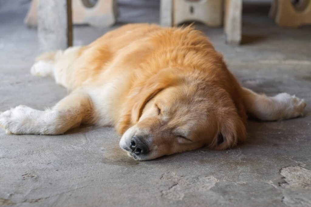 Golden Retriever en surpoids, dormant à plat sur le sol, illustrant la fatigue et la léthargie liées à l'obésité