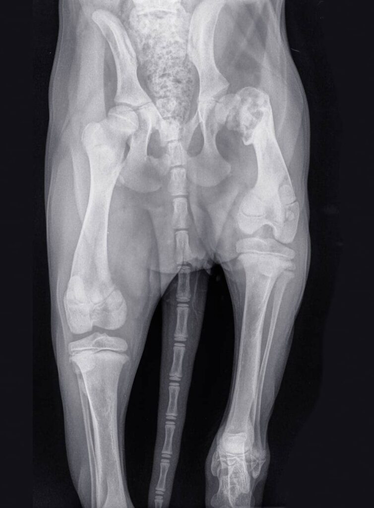 Radiographie des hanches d'un chien montrant les signes avancés d'une dysplasie sévère pour le diagnostic
