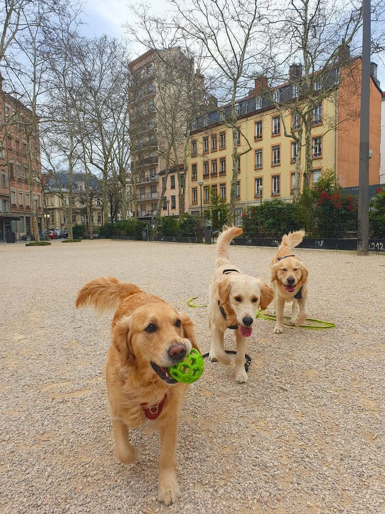 Trois Golden Retrievers jouant ensemble avec une balle sur une place en ville, preuve d'une socialisation réussie
