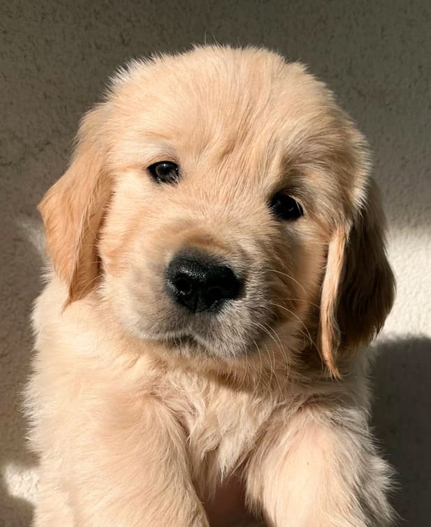 Portrait en gros plan du chiot Golden Retriever Nelson, la mascotte et l'inspiration derrière le blog Santé Golden