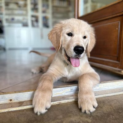 Nelson, jeune Golden Retriever, allongé avec la langue tirée sur le seuil d'une porte, illustrant son arrivée et le début de Santé Golden